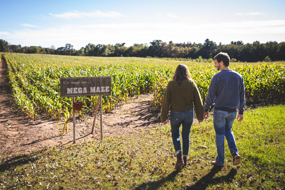 A male/female couple walking into the Leffel Roots corn maze