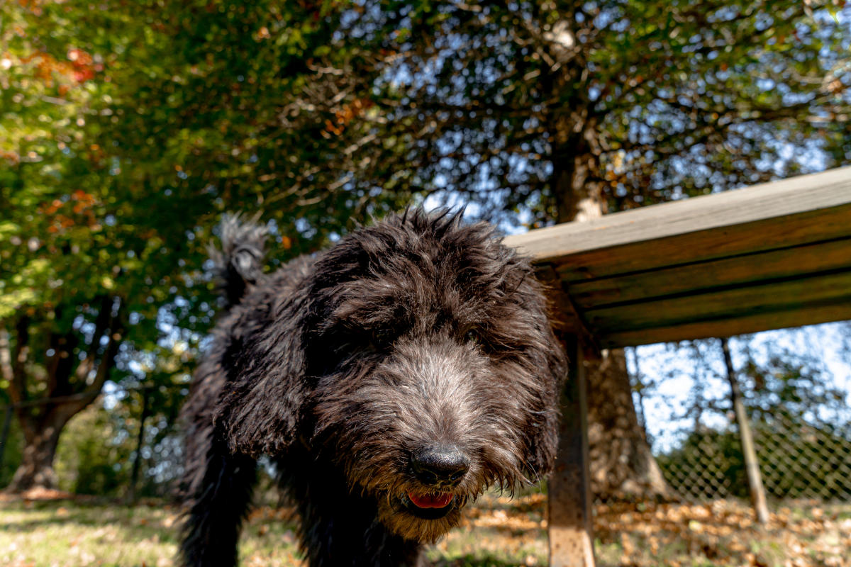 Dog at Freeman Lake Dog Park