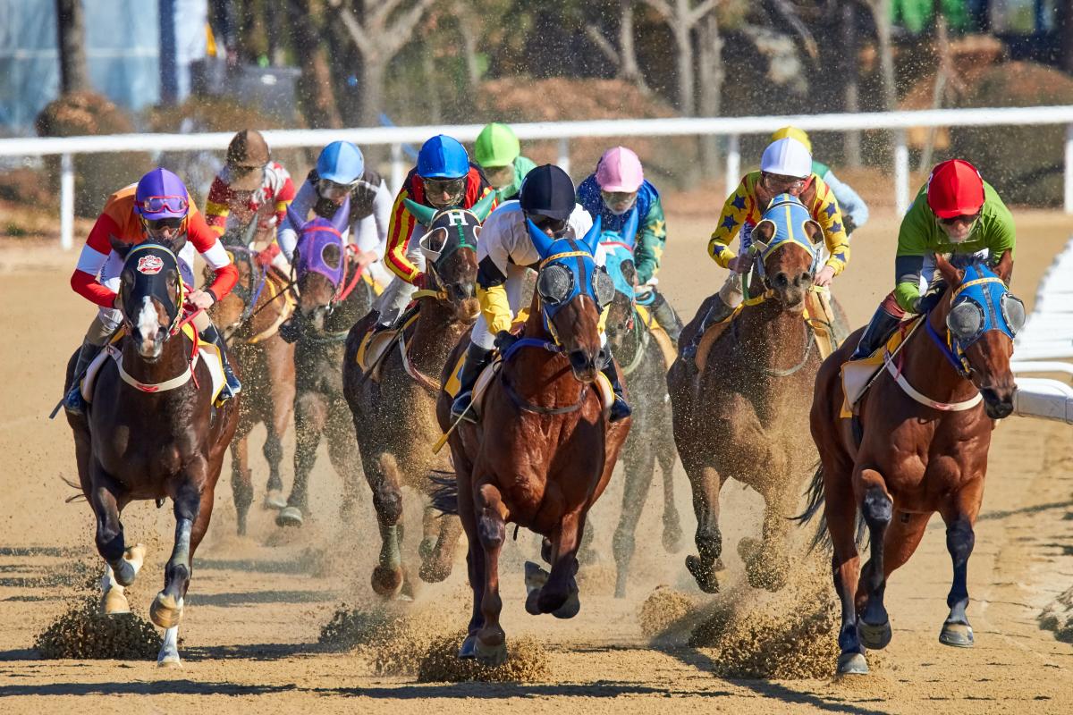 Horses competing in the Kentucky Derby