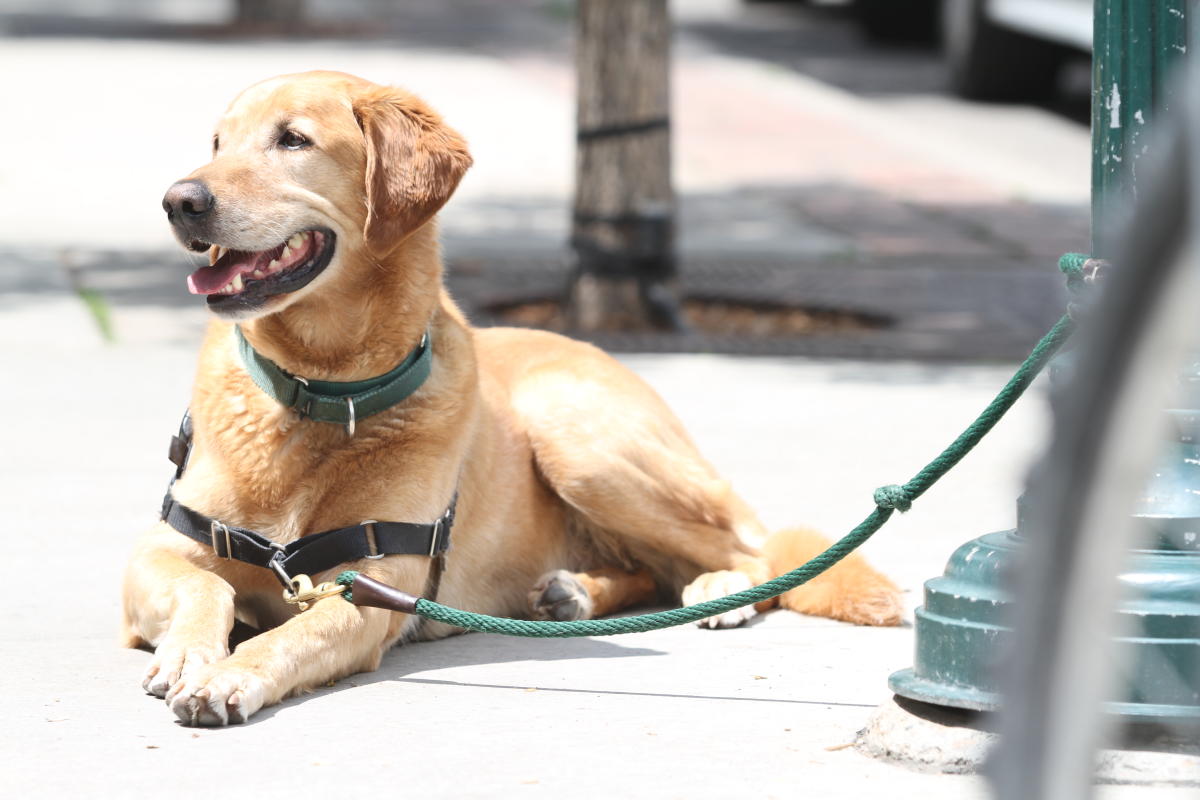 dog patio