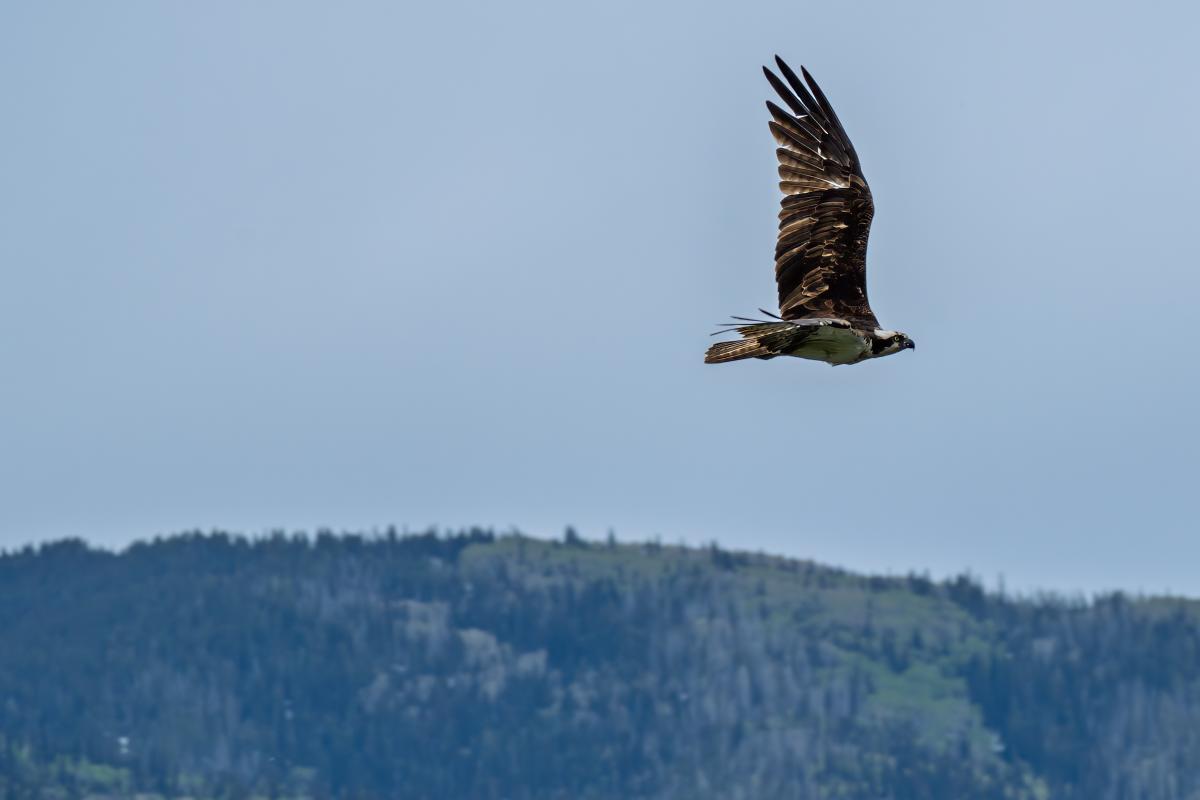 Osprey (Bird Migration Blog)