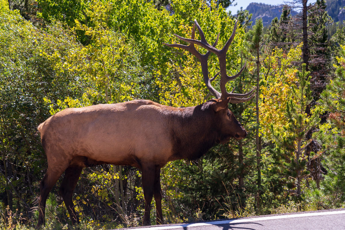 elk in road