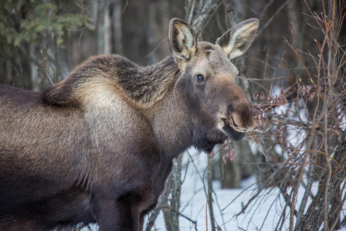 A moose stands in front of a snowy forest.