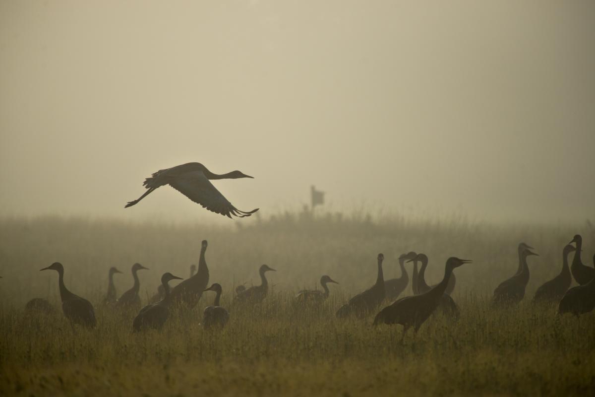 Creamer's Field Migratory Waterfowl Refuge