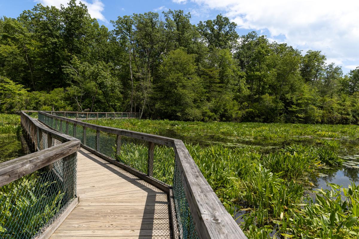 Mason Neck State Park - Lorton - Summer