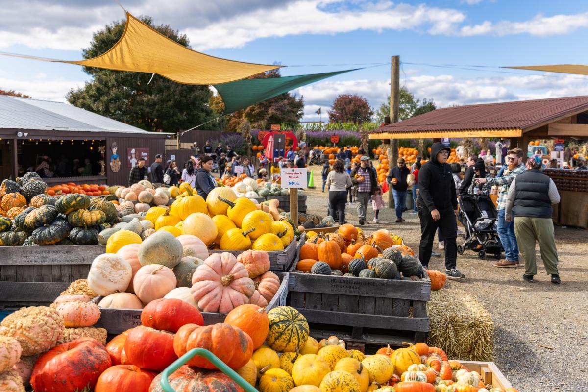 Pumpkin Patches/ Squash at Cox Farm - Centreville - Fall