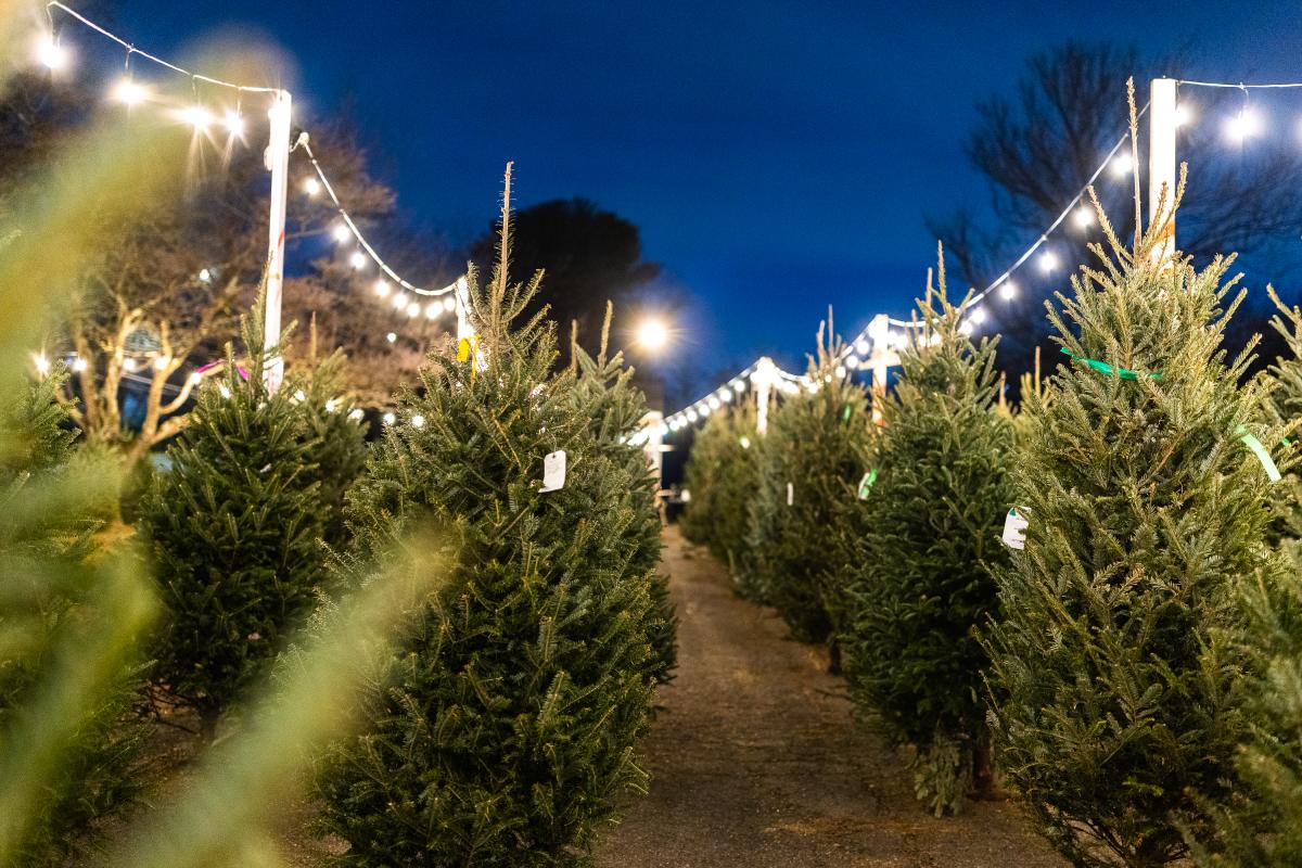 Rows of pine tree with light display.