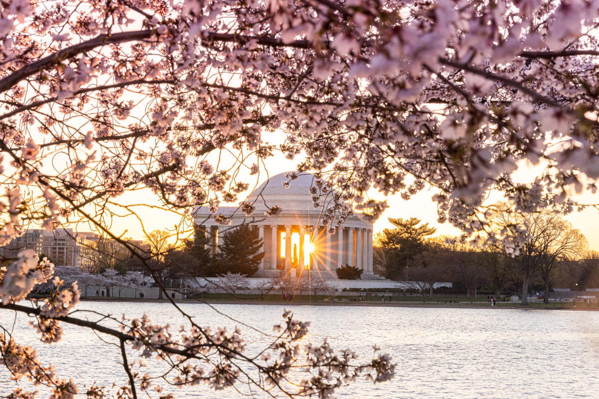 Thomas Jefferson Memorial during sunset with Cherry Blossom in front.