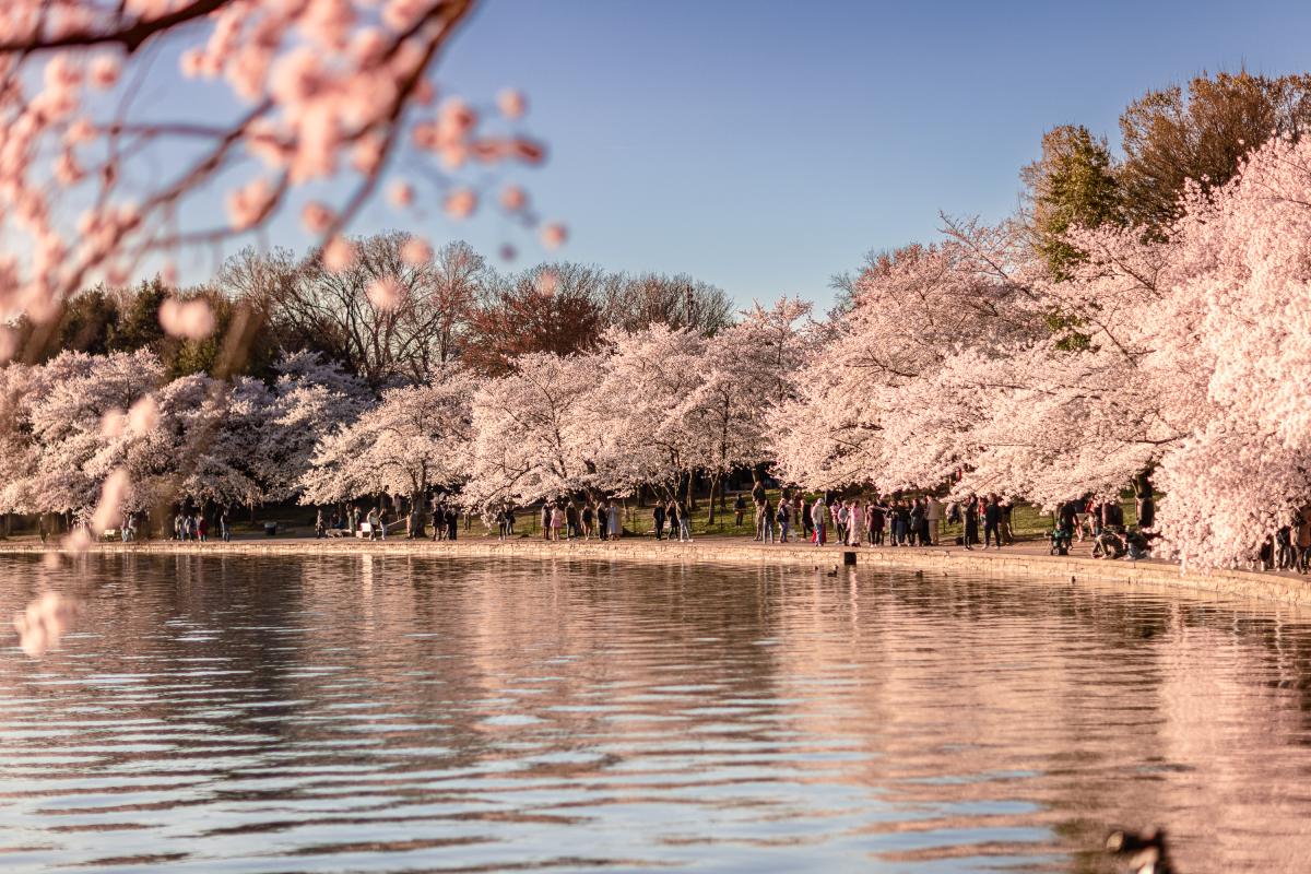 Cherry Blossom trees at the Tidal Basin