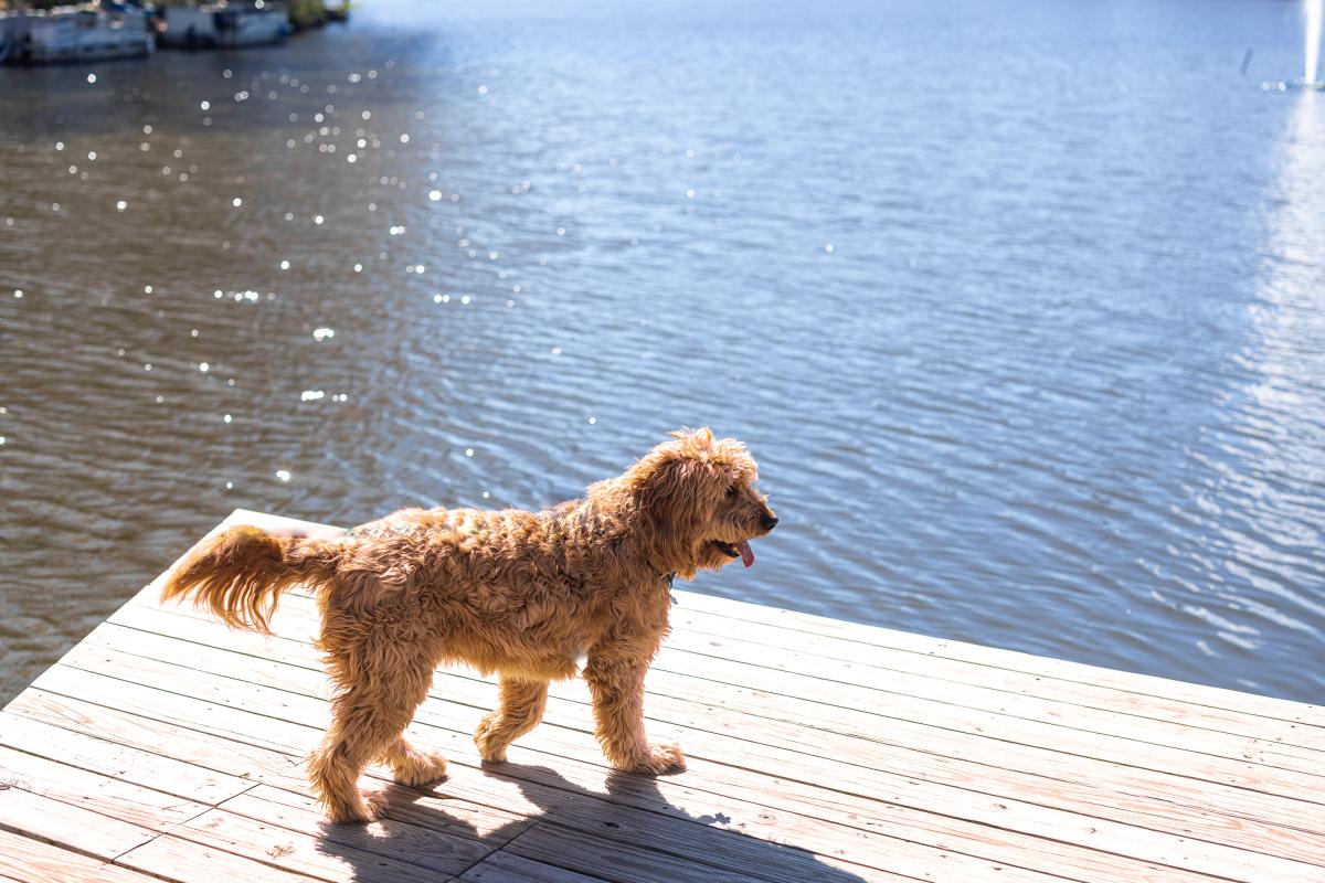Lake Anne- Dog