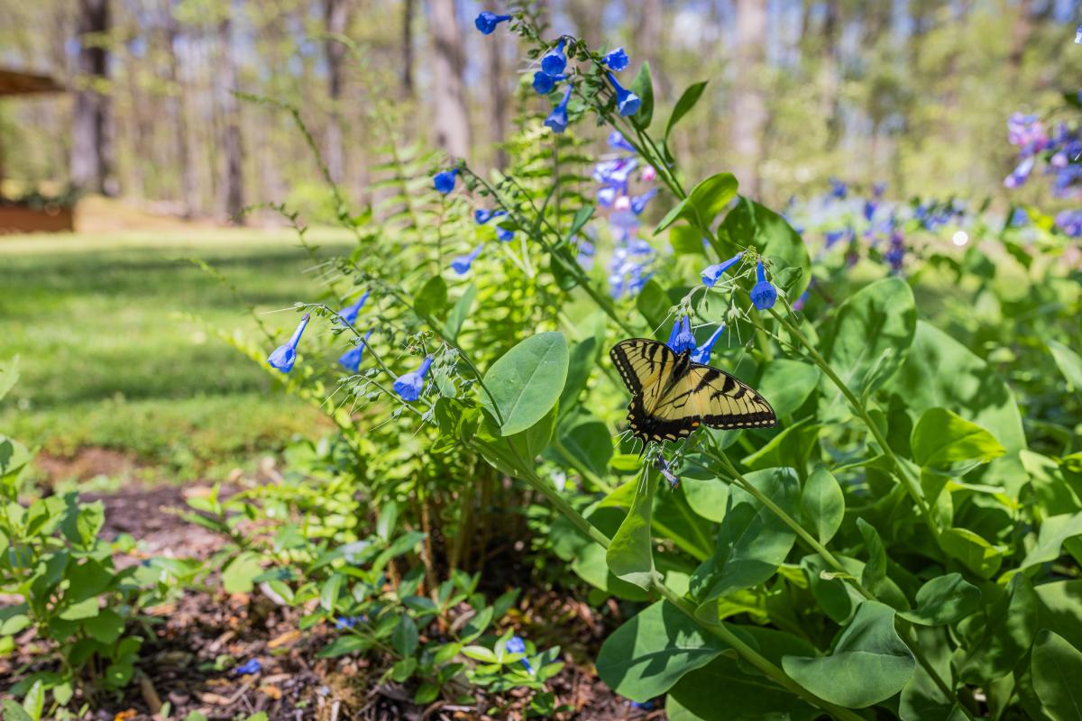 Bluebells flowers with a butterfly.