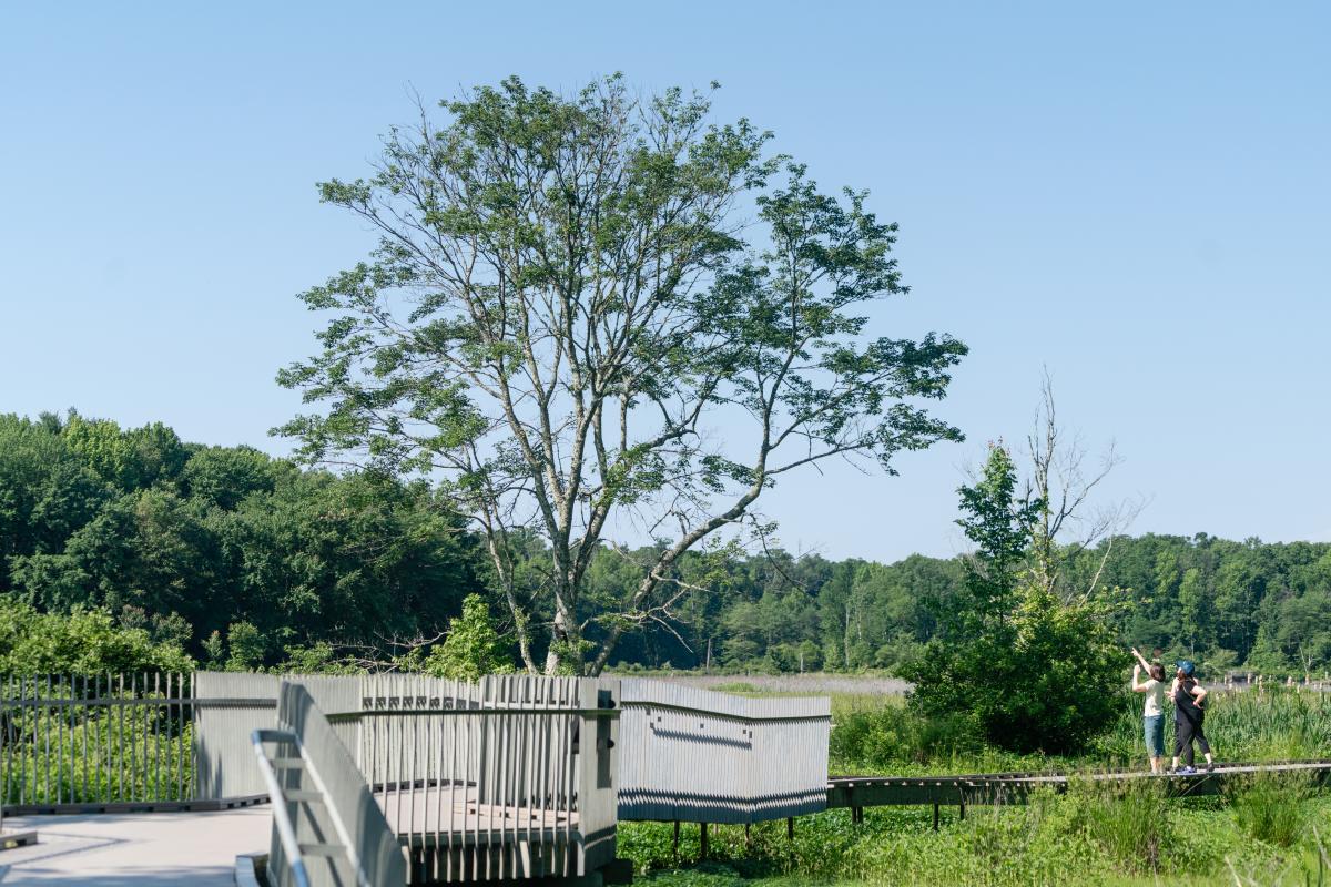 Huntley Meadows - Birdwatching - Angela Pan - OBVFX - Alexandria