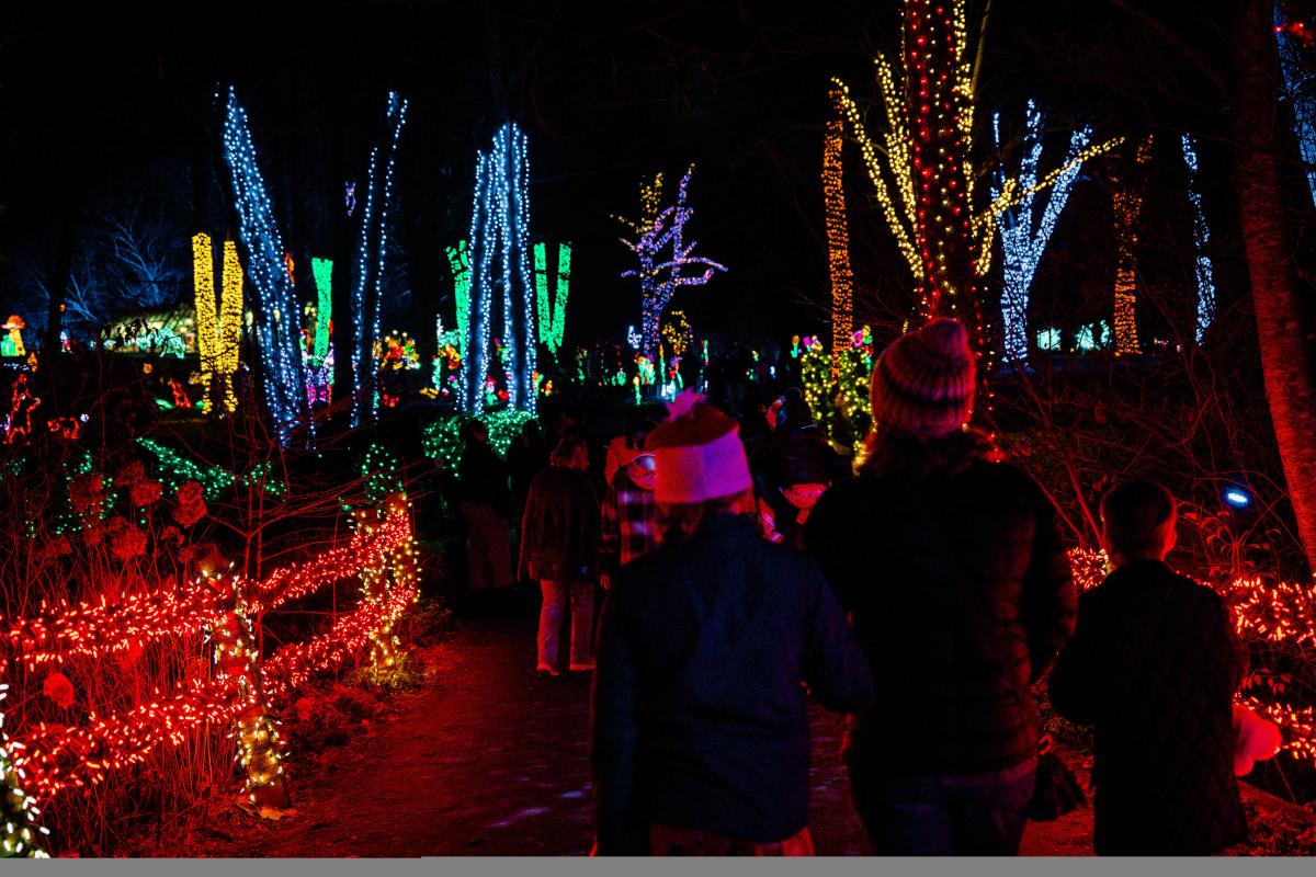 Families walking down a path of lights.