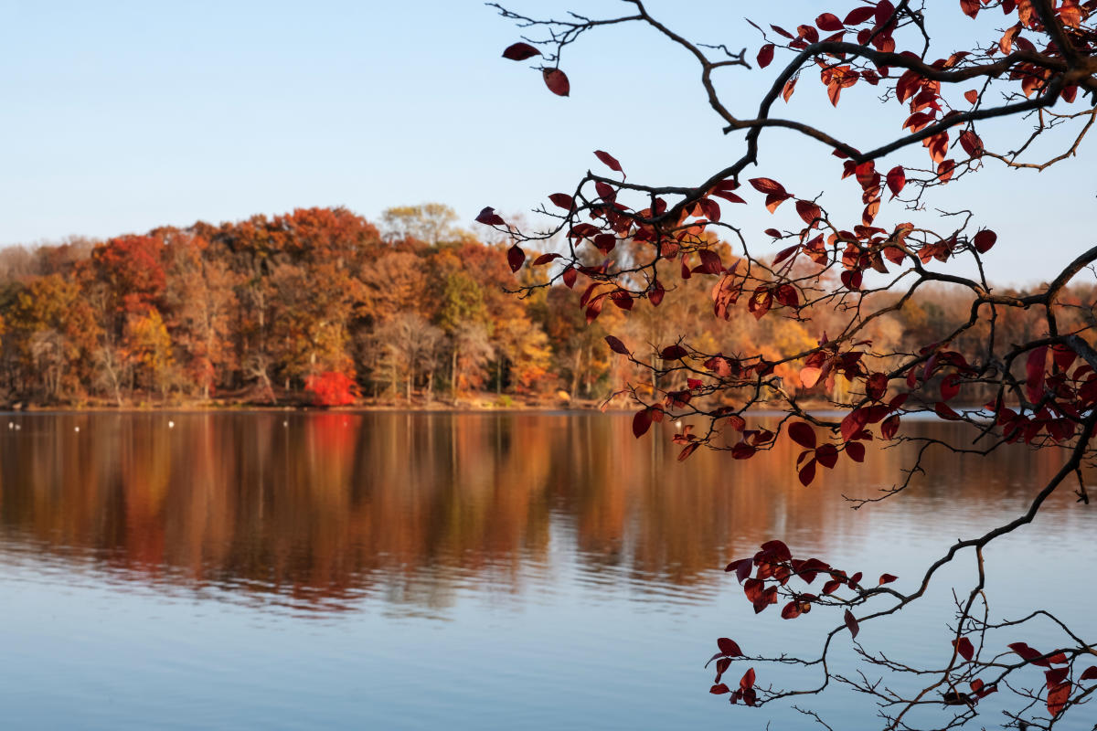 Burke Lake- Fall Foliage