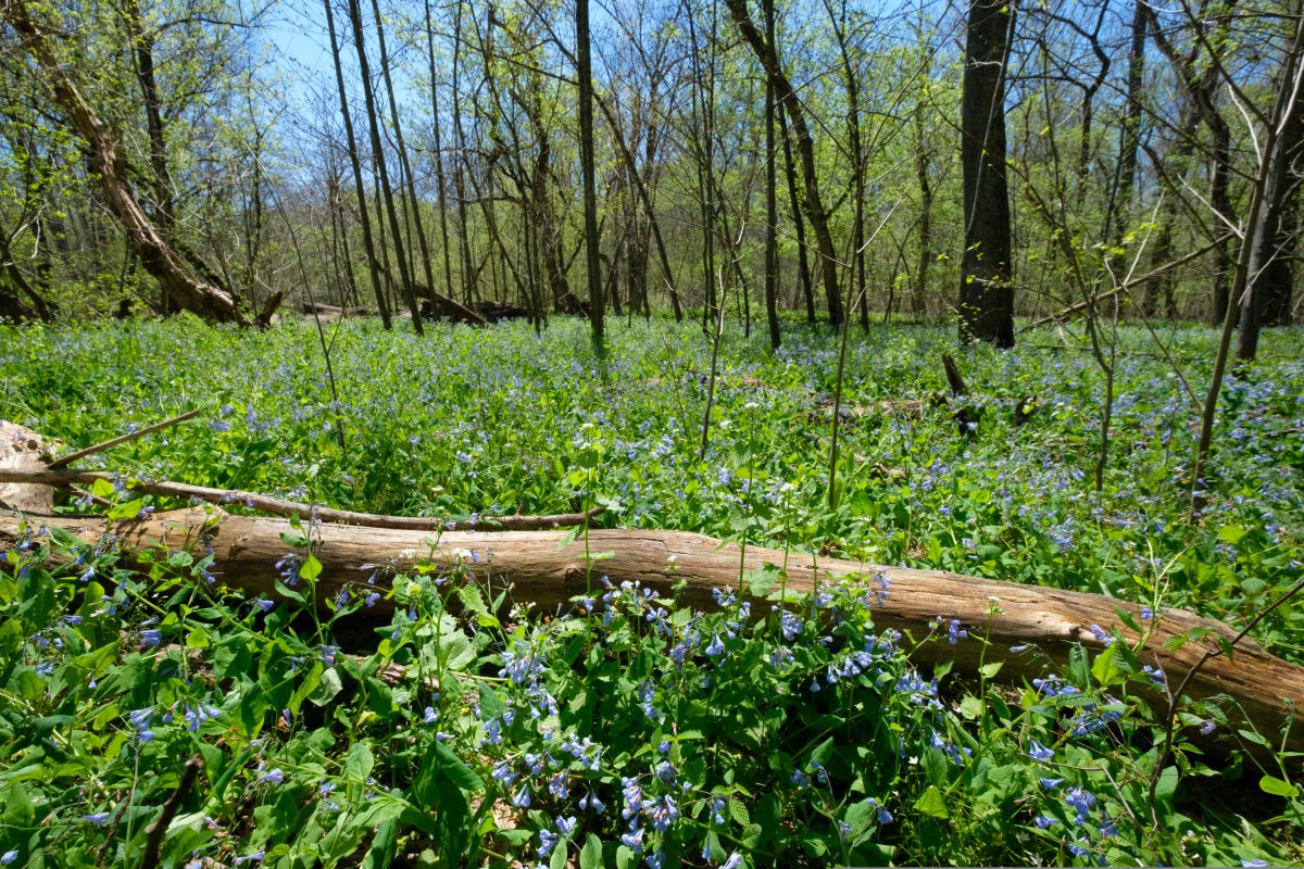 Bluebell field