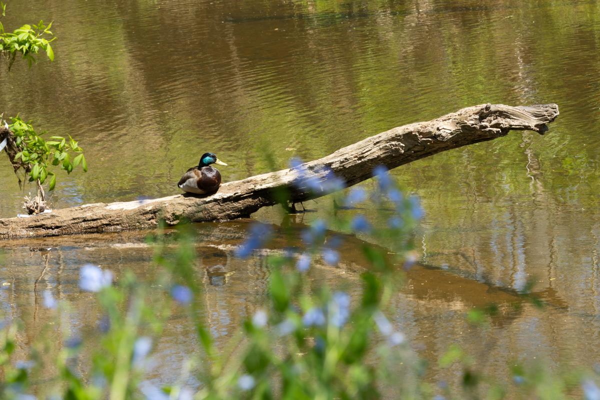 Bull Run Park - Centreville - Bluebells - Wildlife