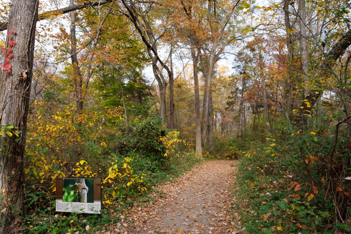 EC Lawrence Park - Fall - Fall Hiking - Trails