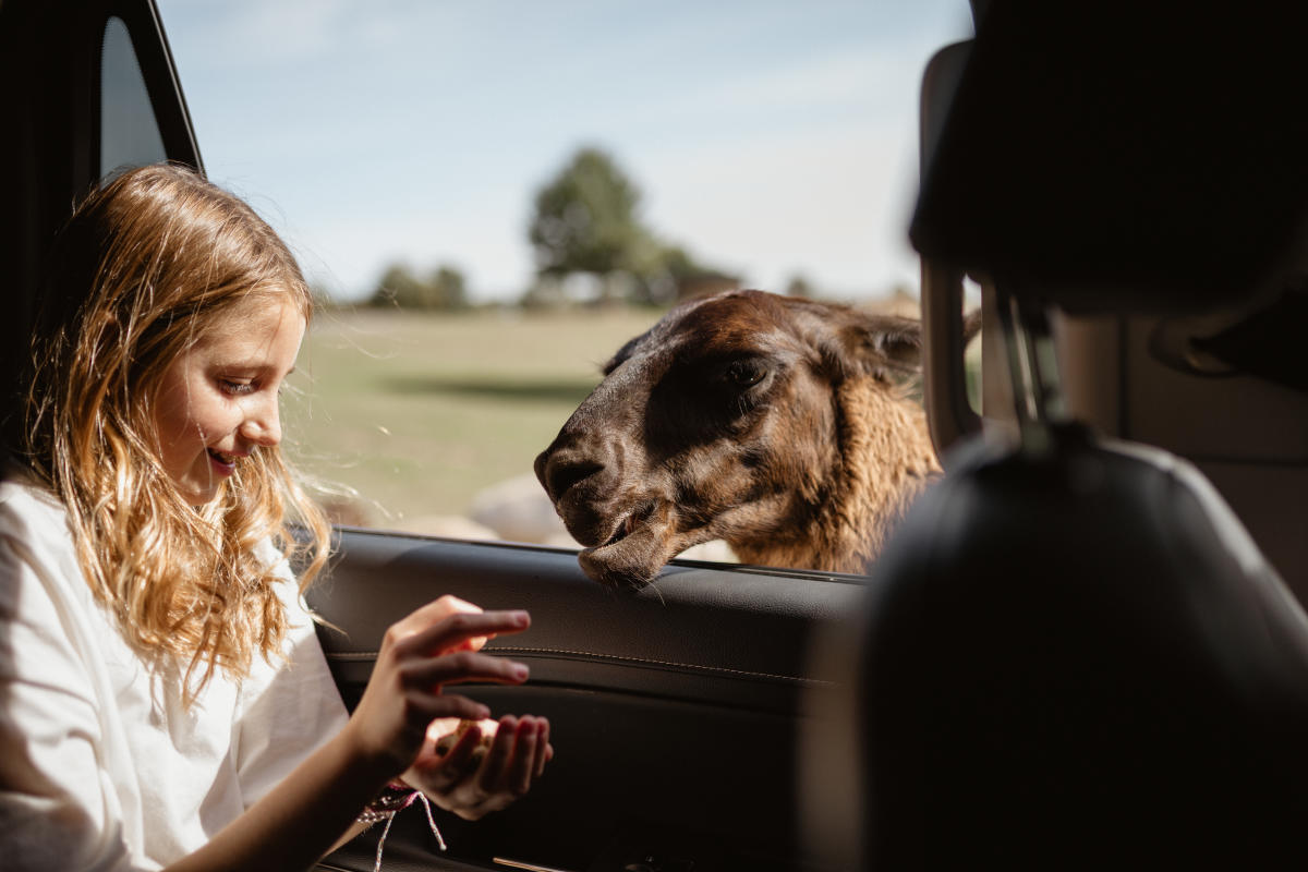 Nova Wild - OBVFX -Matador Networks