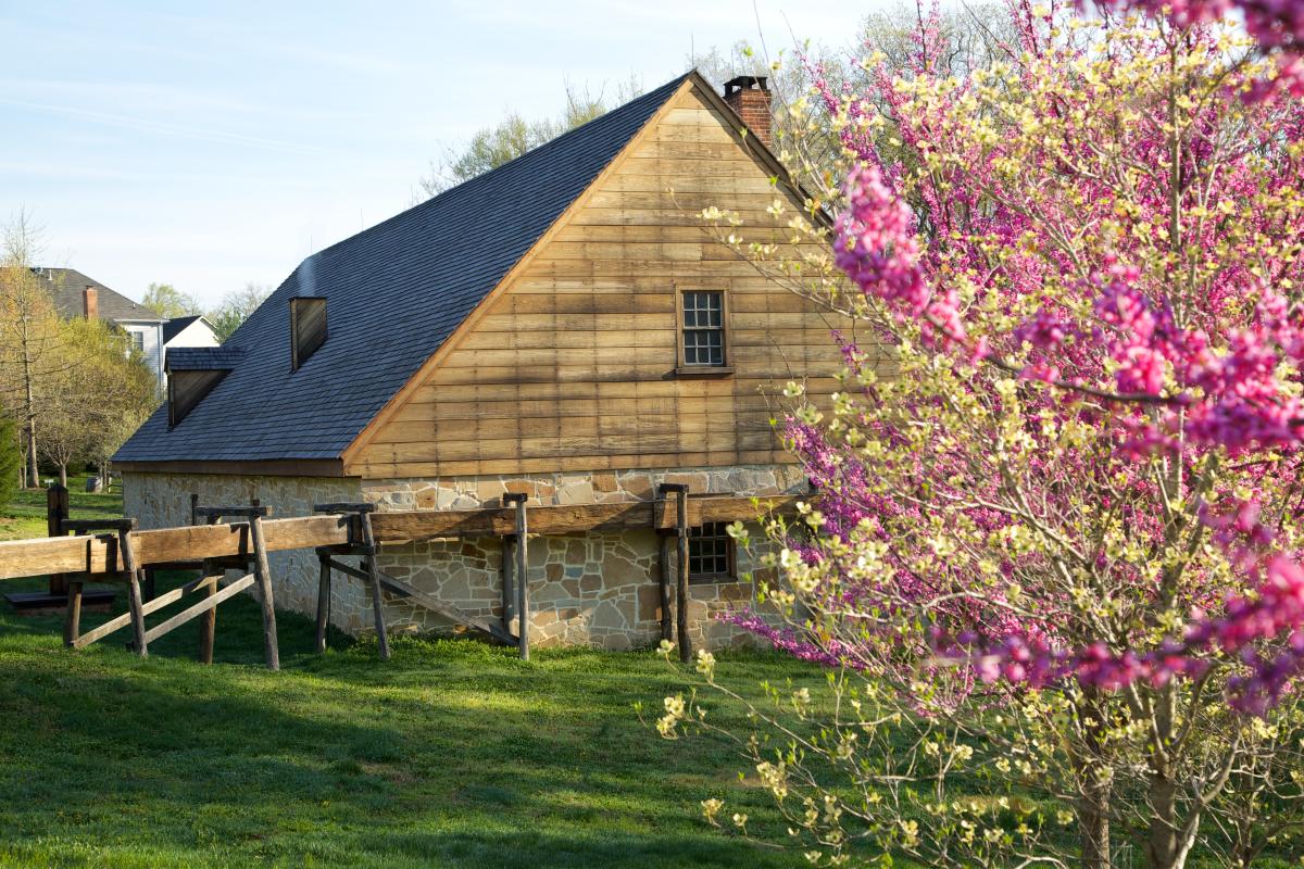 Cherry Blossoms in Front of the Distillery & Gristmill