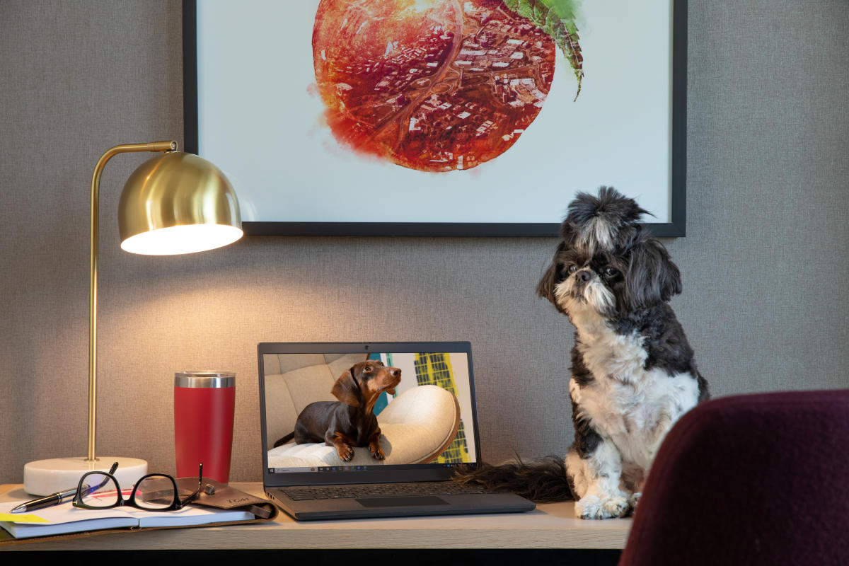 Pet- The Watermark Hotel