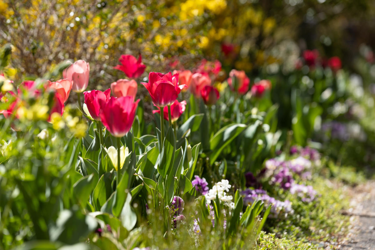 Tulips and other wildflowers.