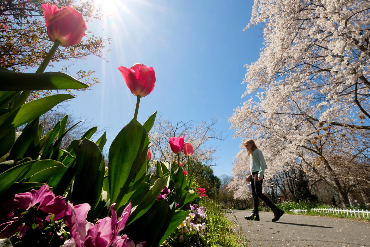 Meadowlark Gardens - Spring - Tulips - Charlotte Geary - OBVFX