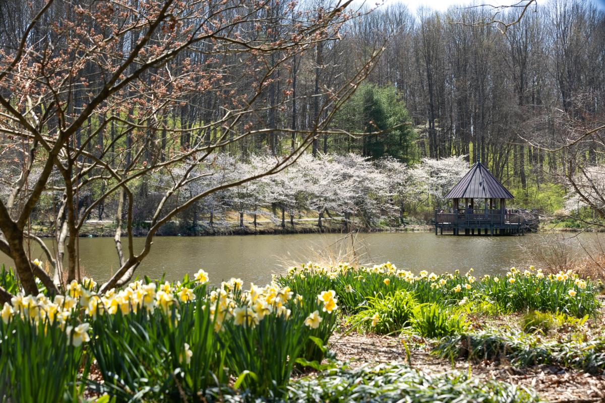 Meadowlark Botanical Garden in full bloom.