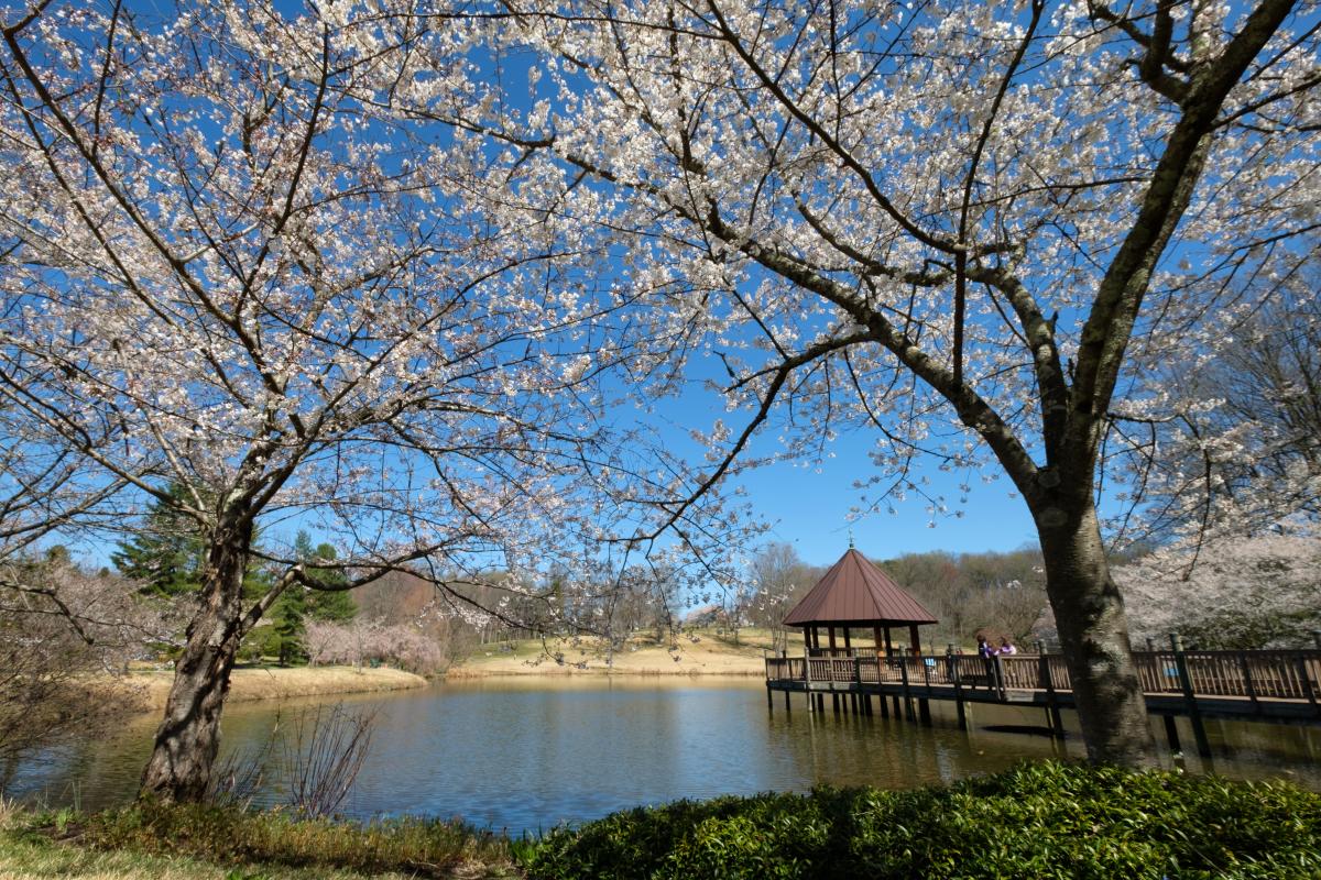 Meadowlark Gardens - Charlotte Geary - OBVFX - Cherry Blossoms