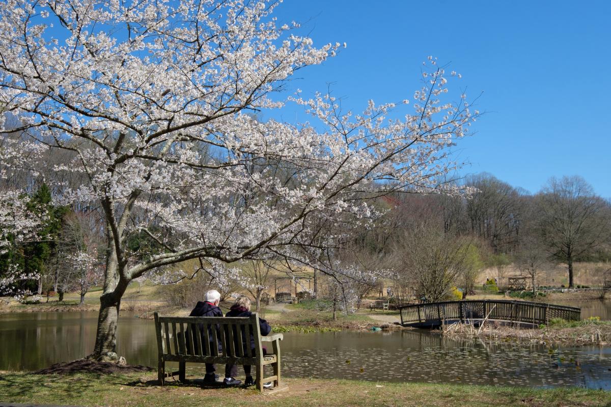 Meadowlark Botanical Gardens - Cherry Blossoms - Reading Bench - Vienna - Charlotte Geary - OBVFX