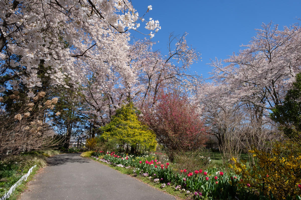 Path lined with flowers