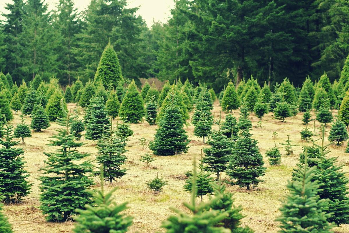 Christmas trees on a farm in a grassy knoll.