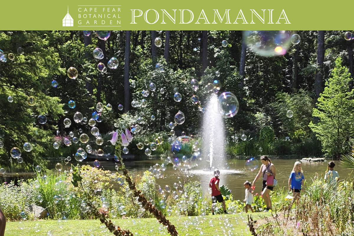 Pondamania