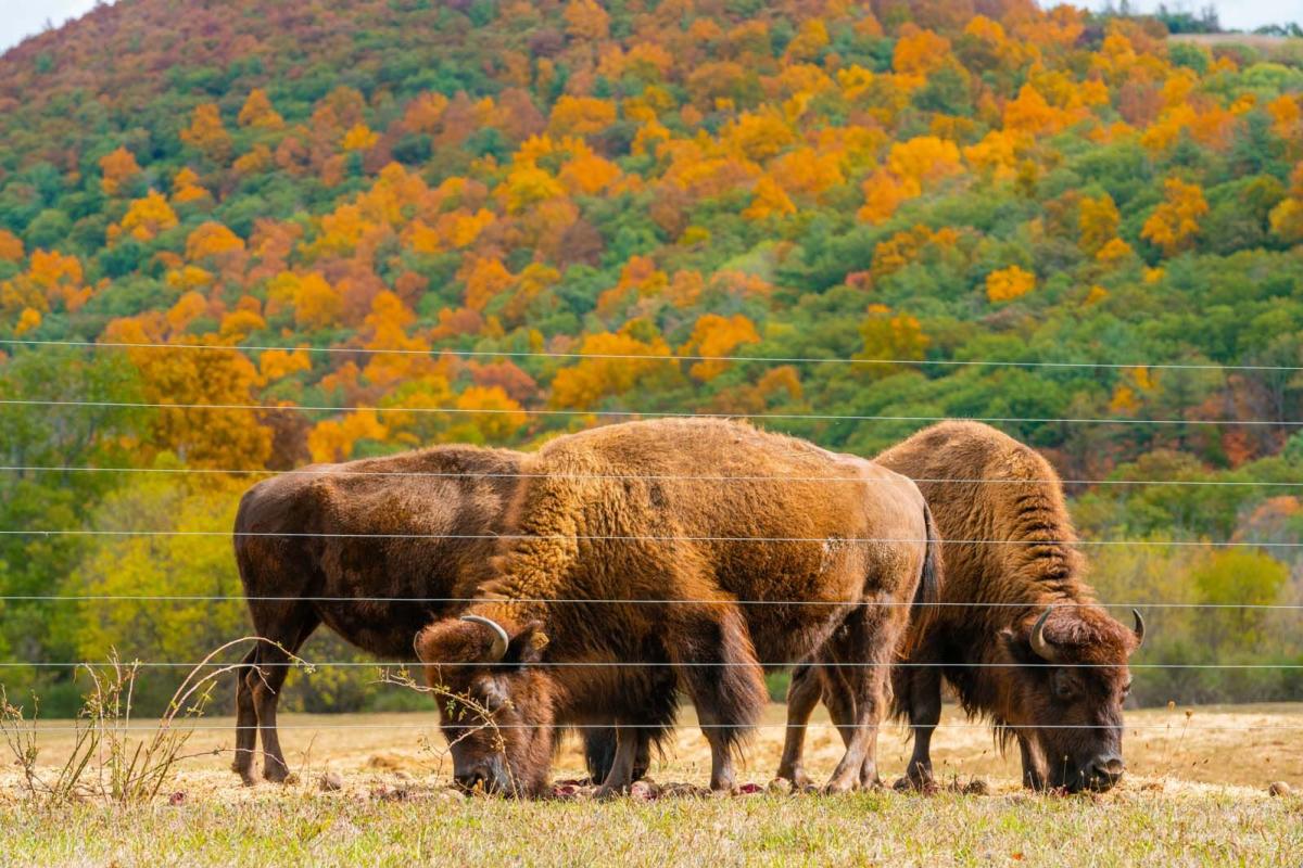 Bison grazing on the driving safari at Mud Creek Bison Ranch and Farm