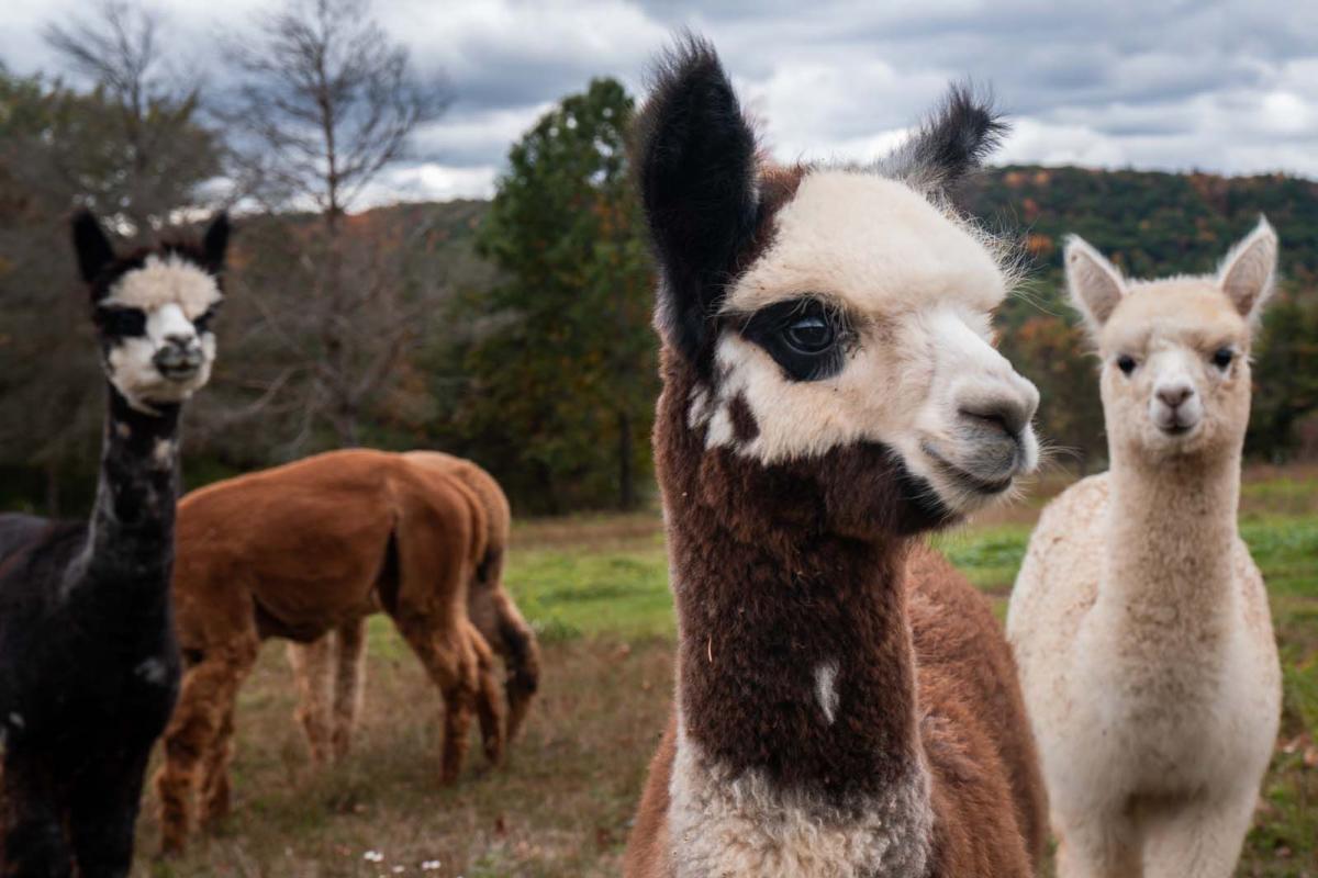 Hidden Alpaca Farm in Horseheads