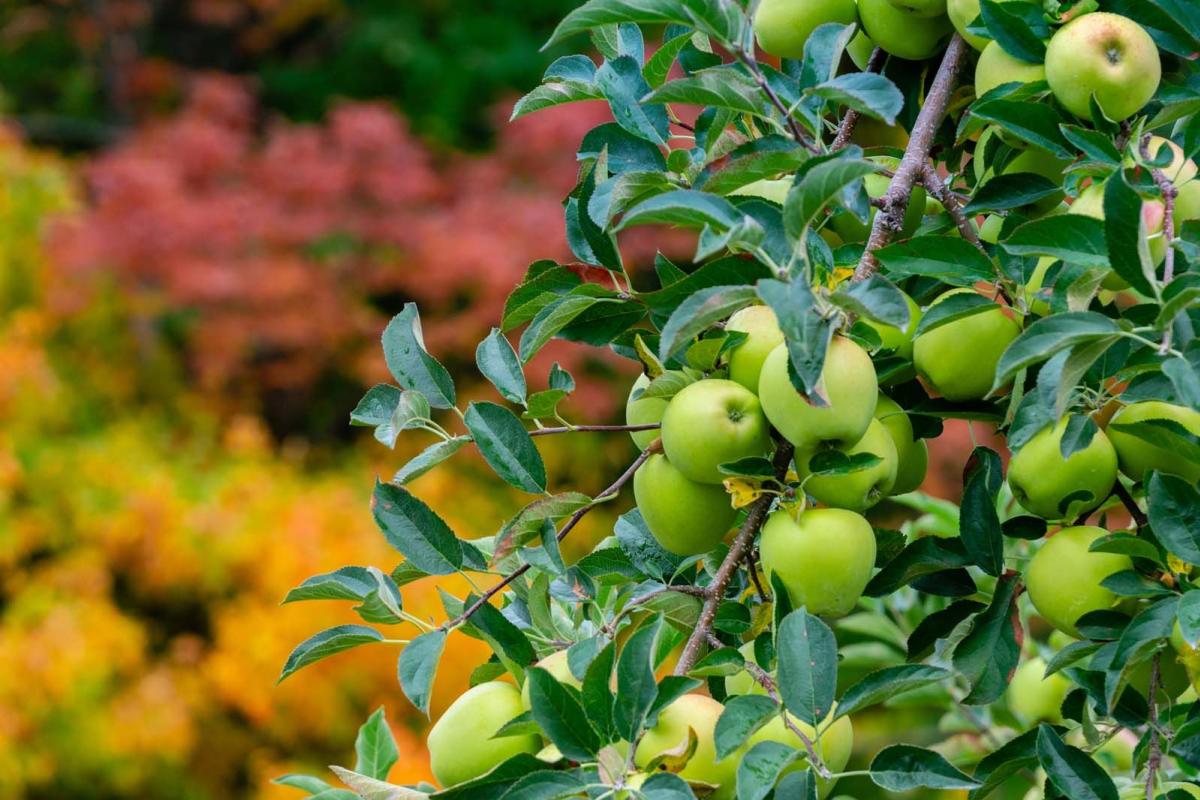 apple orchard and fall colors in Finger Lakes Wine Country