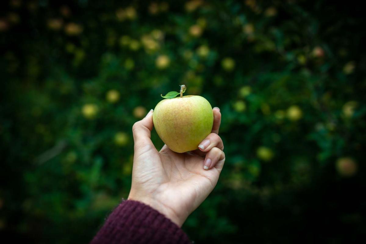 apple picking in the fall in finger lakes wine country