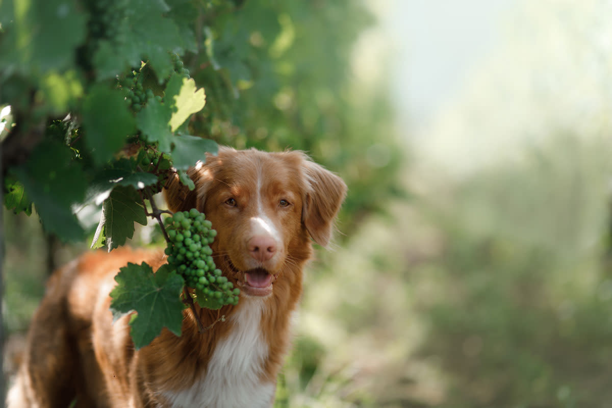 dog in Vineyard