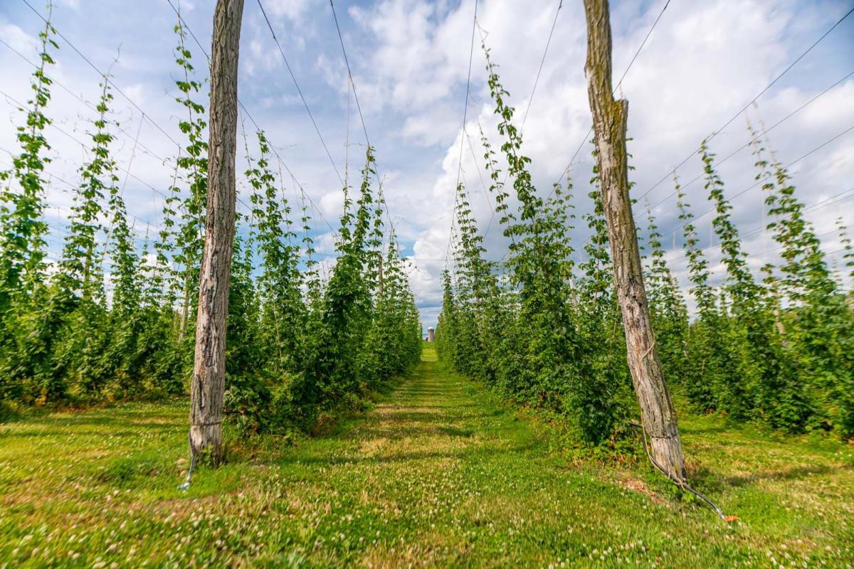 Hops growing at Climbing Bines brewery in Finger Lakes Wine Country