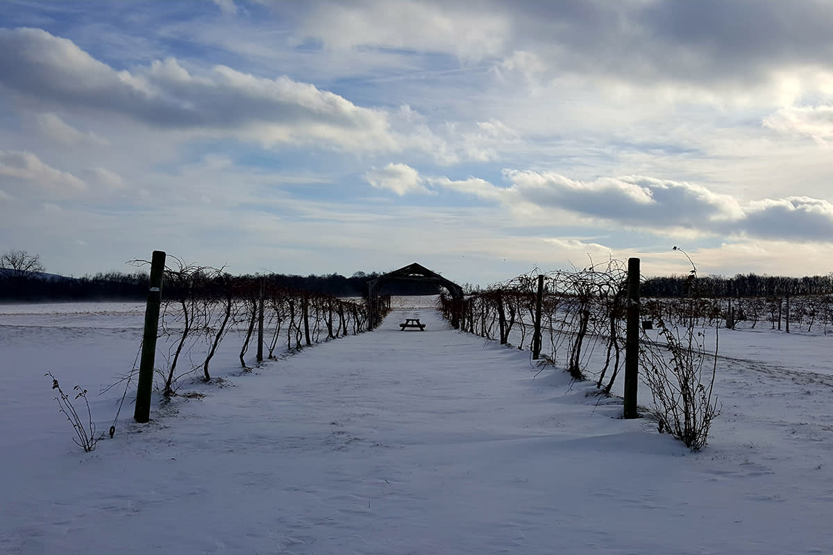 Winter Vineyard
