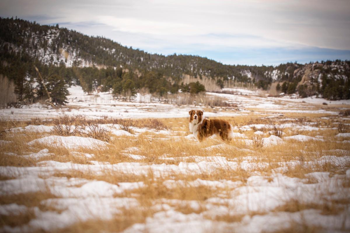 Winter Dog