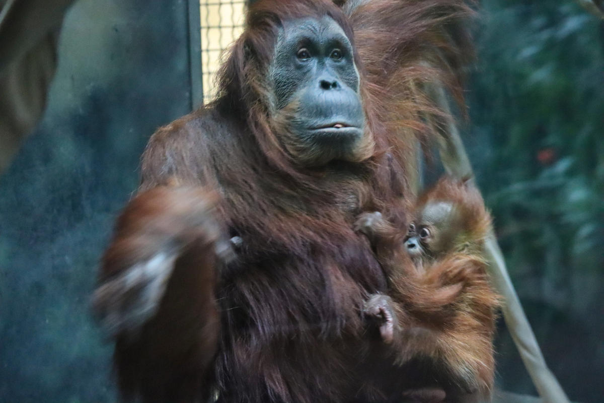 Mother orangutan holding baby orangutan