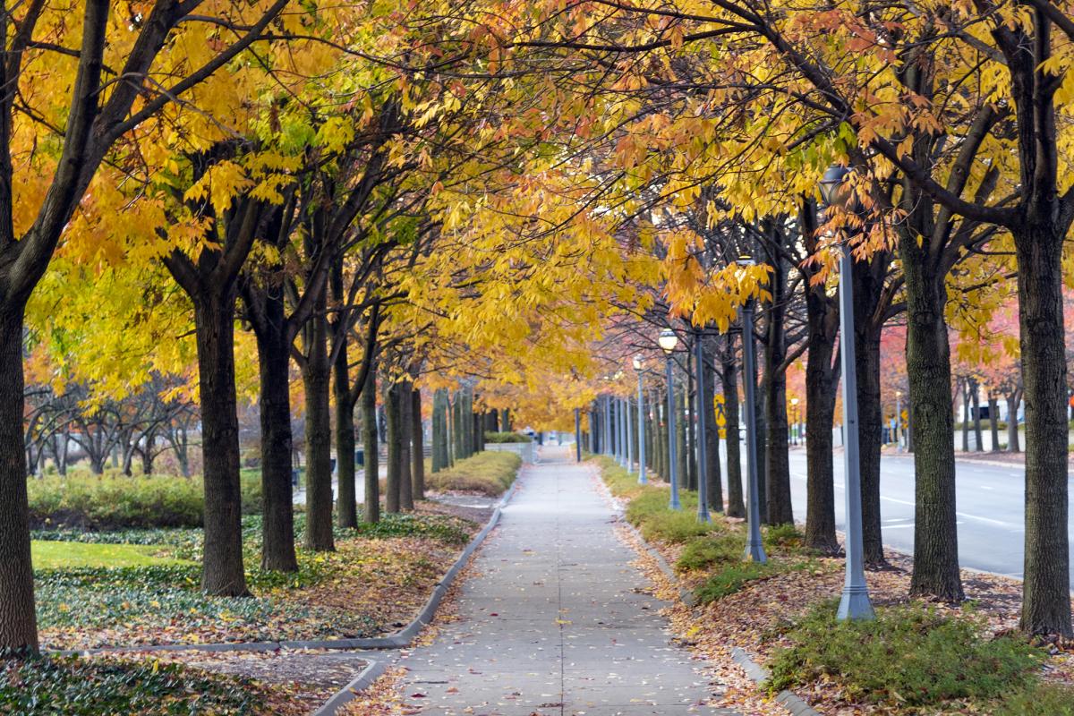 Fall foliage along Clinton Street at Headwaters Park in Fort Wayne.