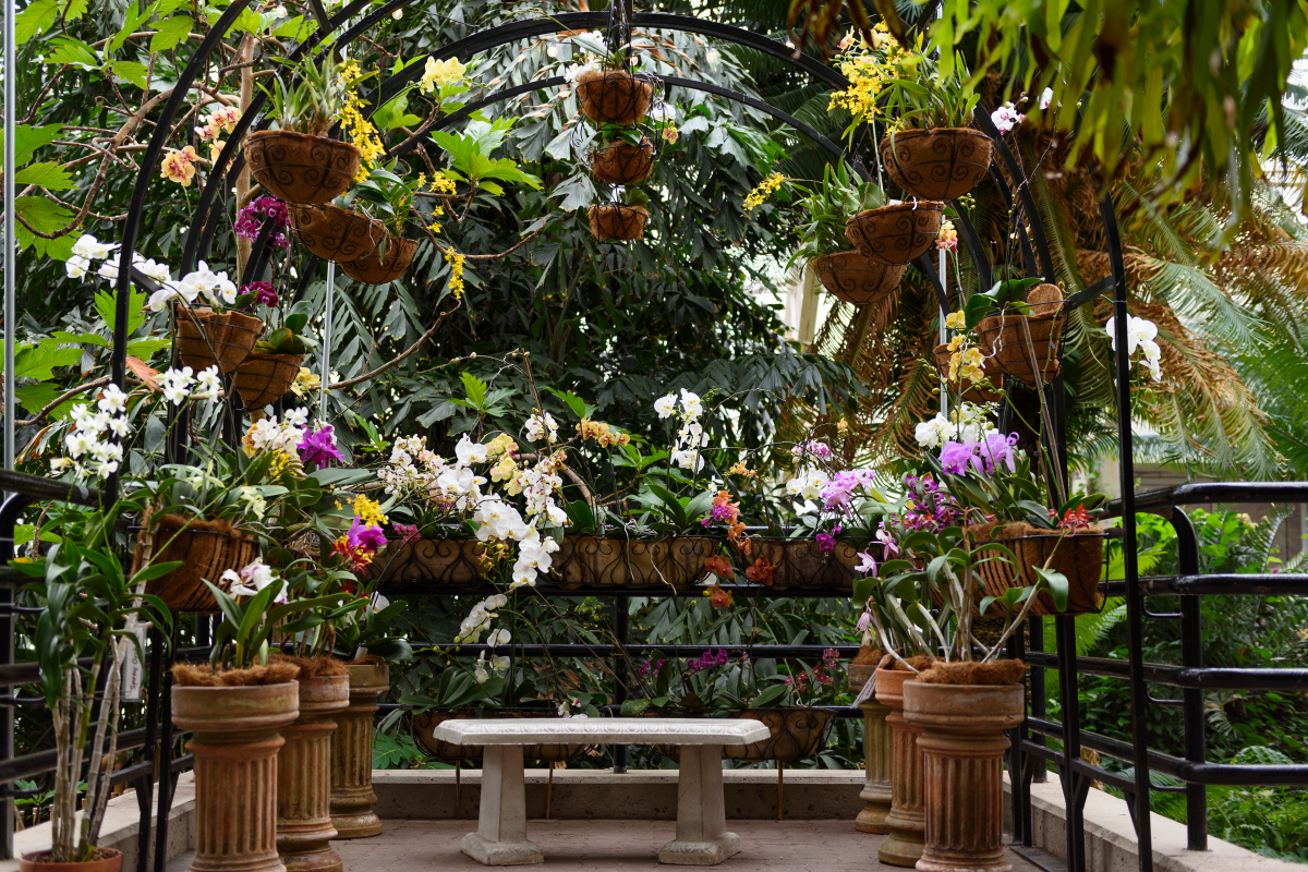 Tickets to the Sweetheart Orchid Display at the Foellinger-Freimann Botanical Conservatory is part of the Visit Fort Wayne Valentine's Day Getaway this year.