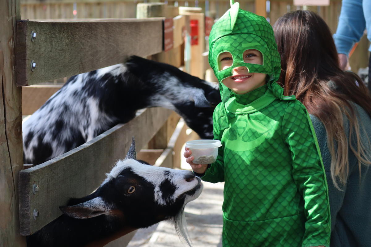 kid in a halloween costume feeding a goat at the fort wayne children's zoo