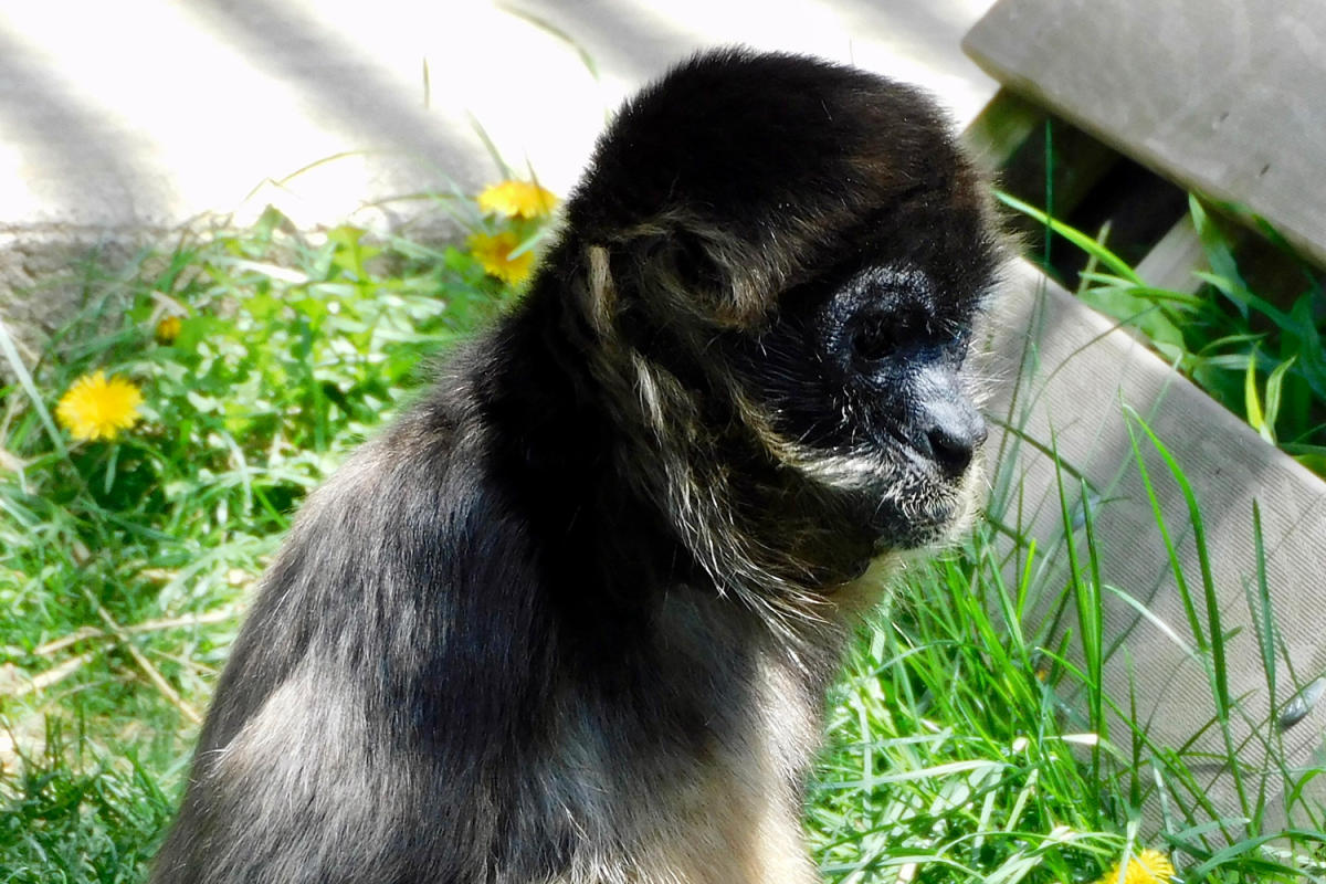 Black Pine Monkey