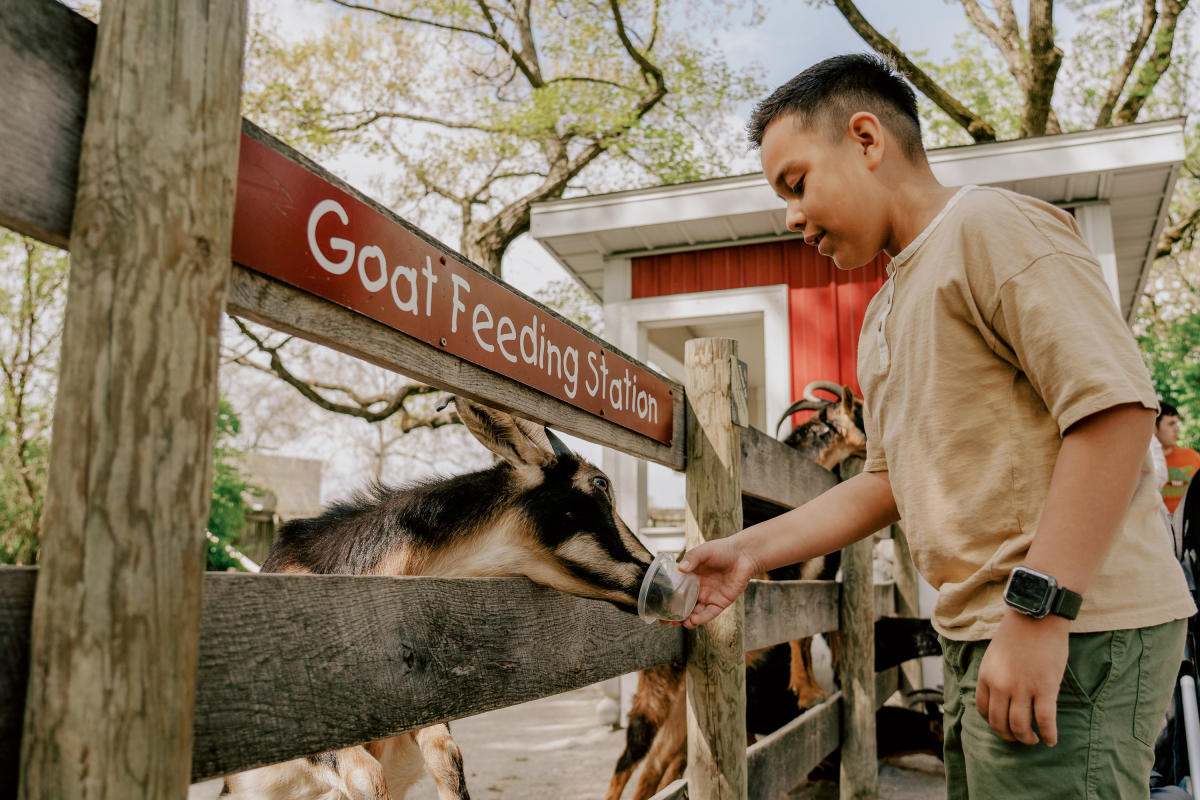 Boy feeding animals at the Fort Wayne Zoo