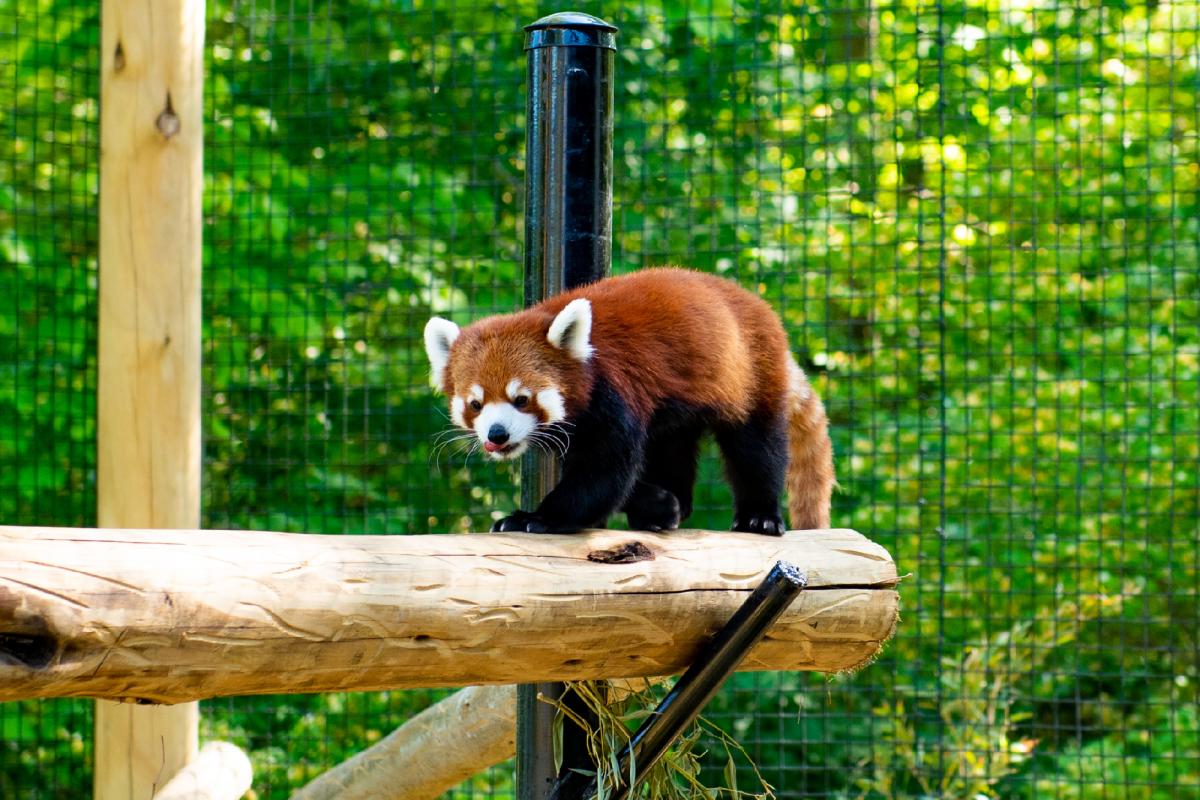 Red Panda at Fort Wayne Zoo