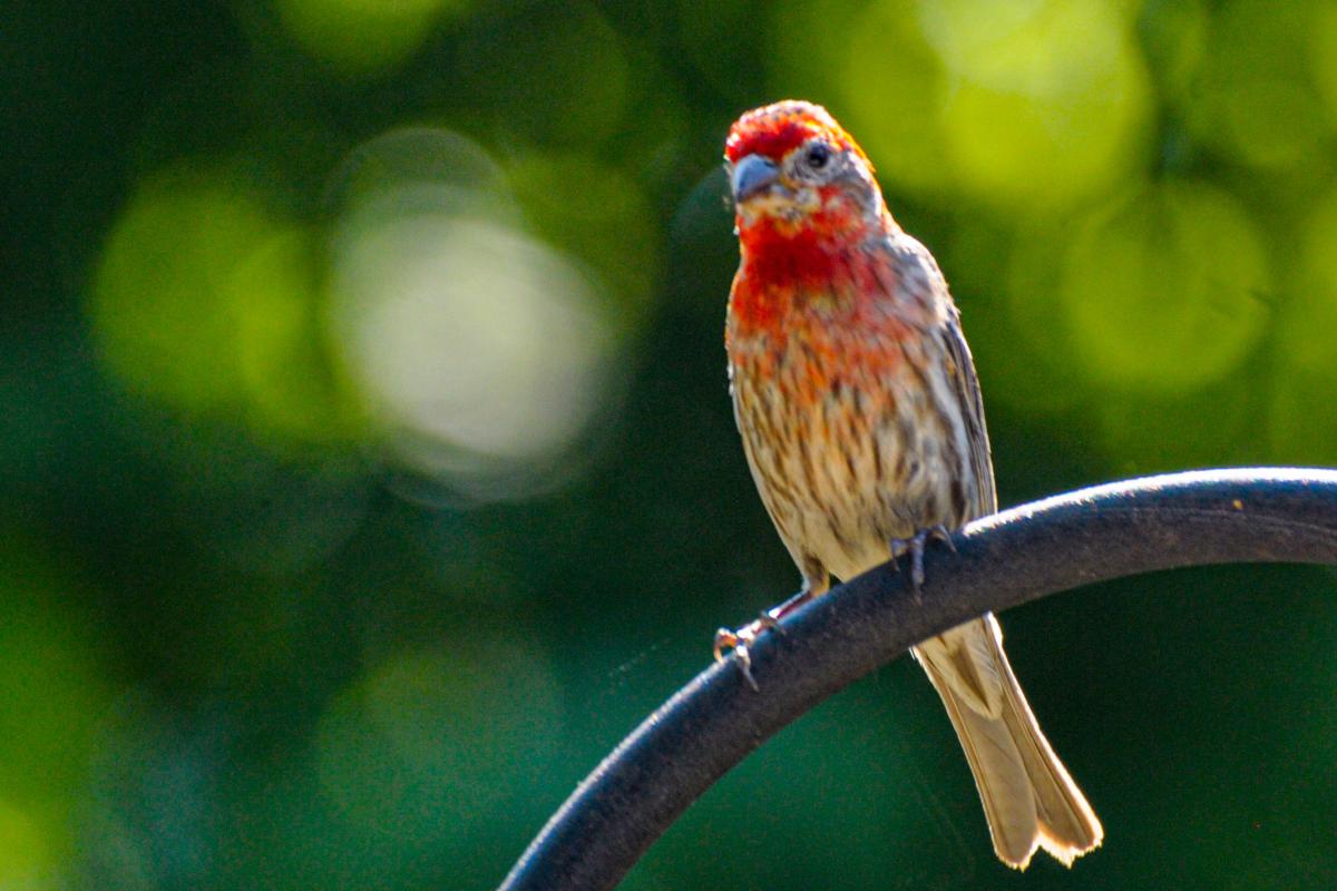 House Finch at Fox Island County Park in Fort Wayne, Indiana. Uploaded by Amy Jo Marlow.