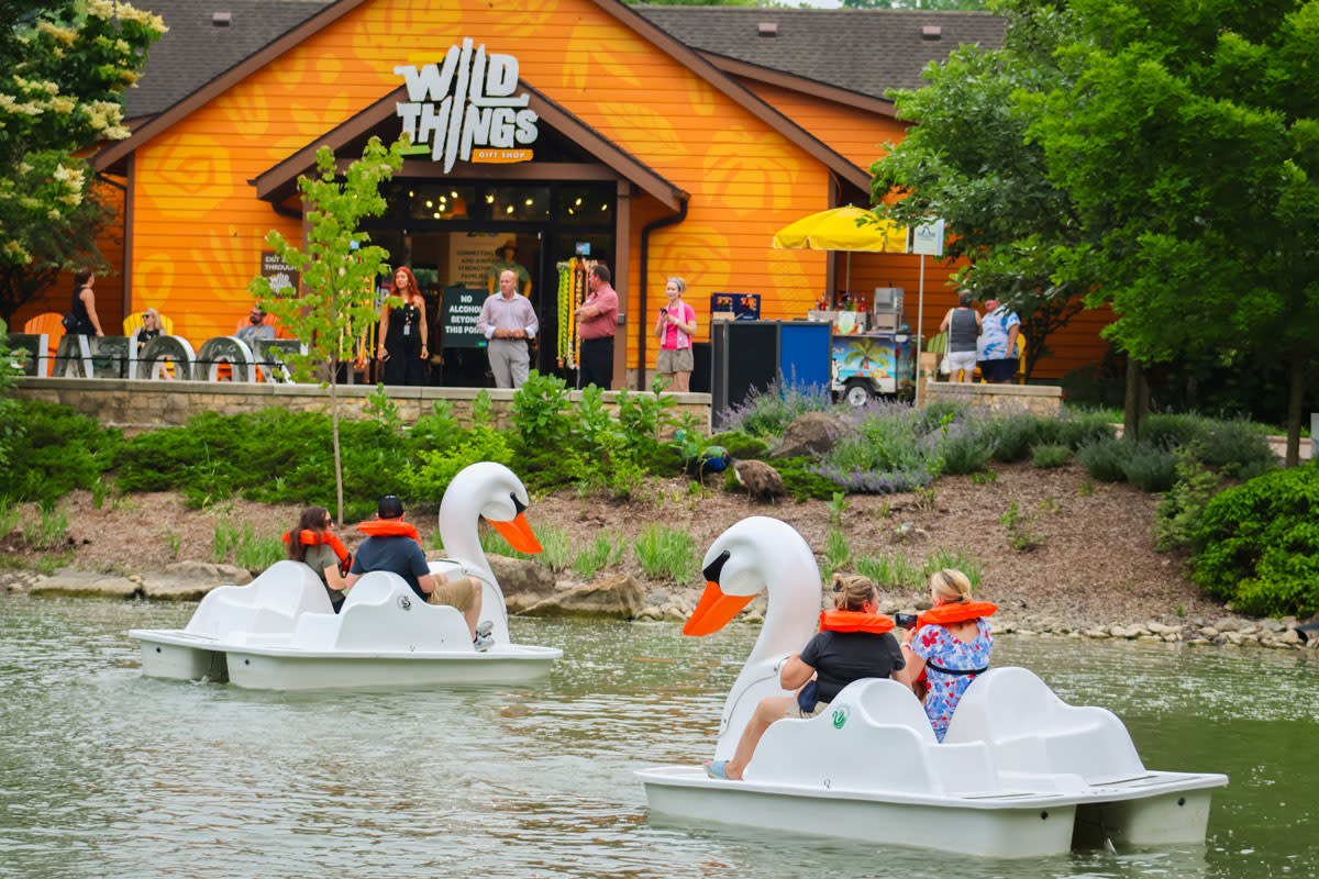 Swan shaped paddle boats float in the pond at the Fort Wayne Zoo with two riders in each wearing life jackets