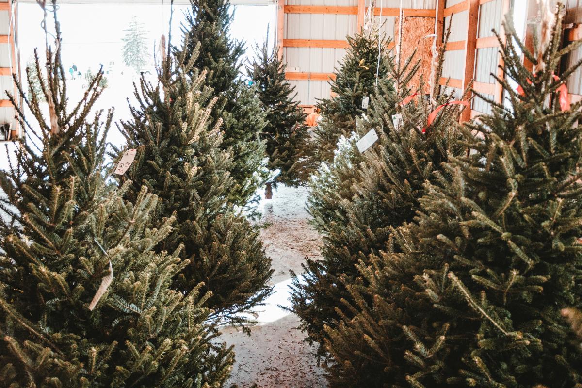 Precut Christmas Trees in a barn